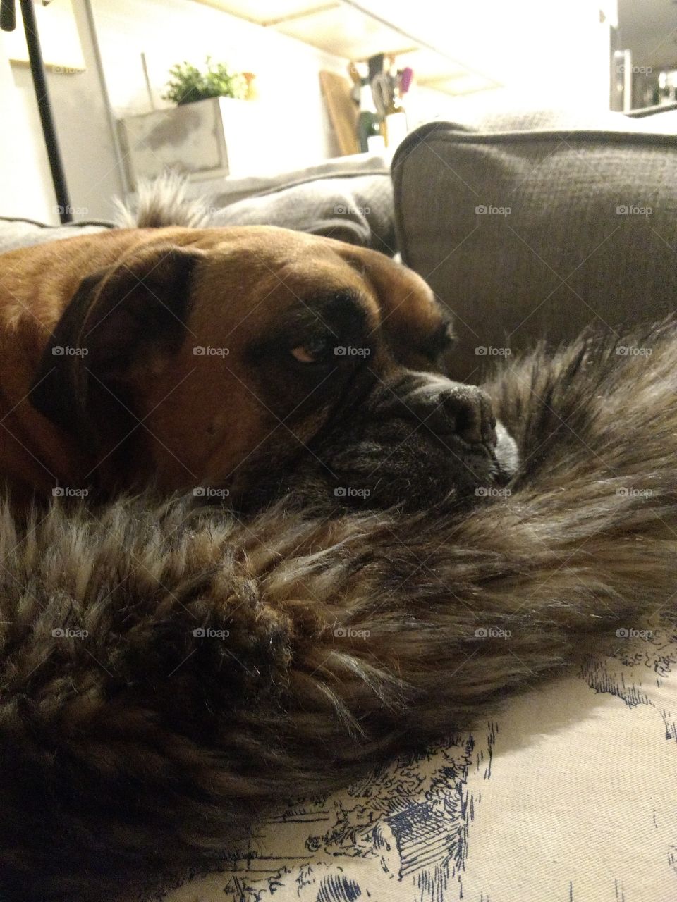 boxer on fur pillow