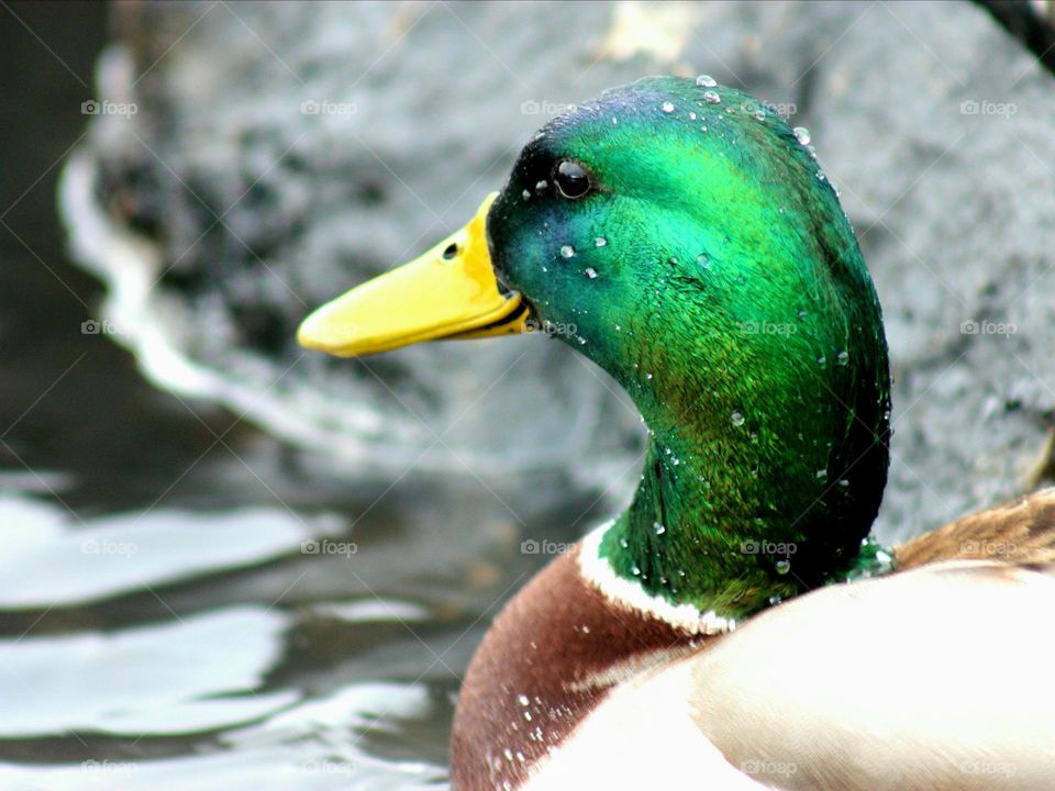 Mallard