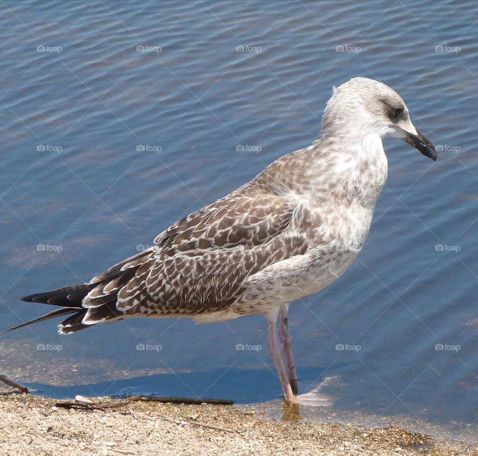 Seagull