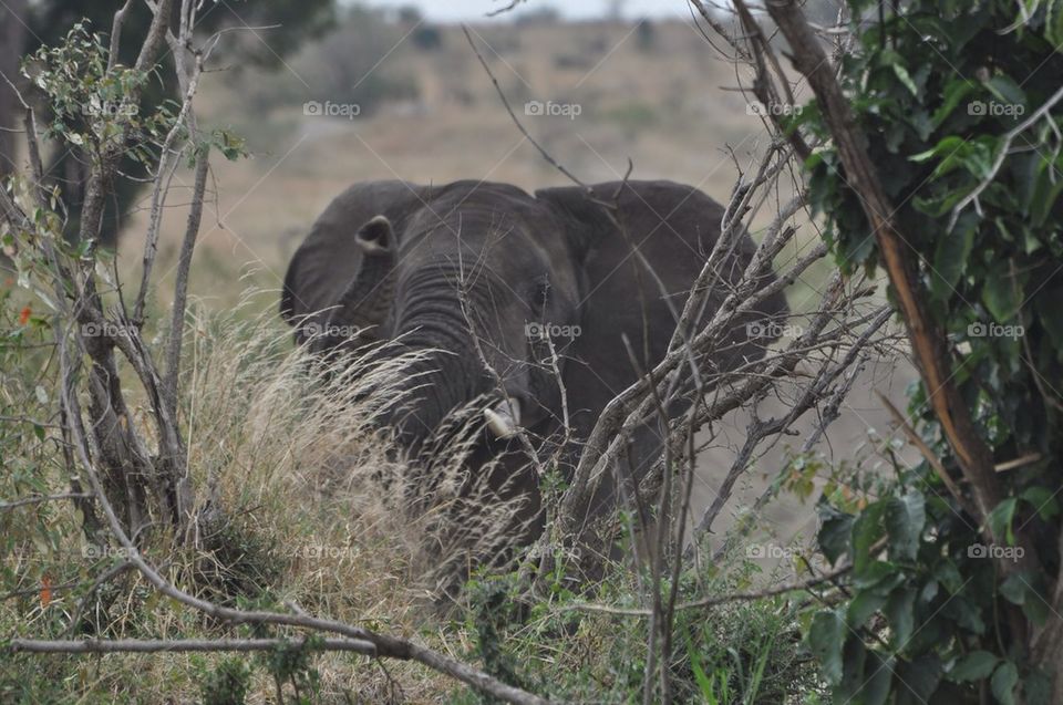 Elephant peering through the brush