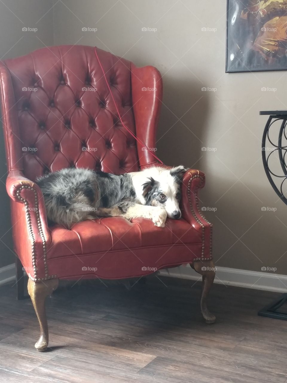 An Australian Shepherd gazes at her owner from a red leather chair woefully after being denied a pizza slice.