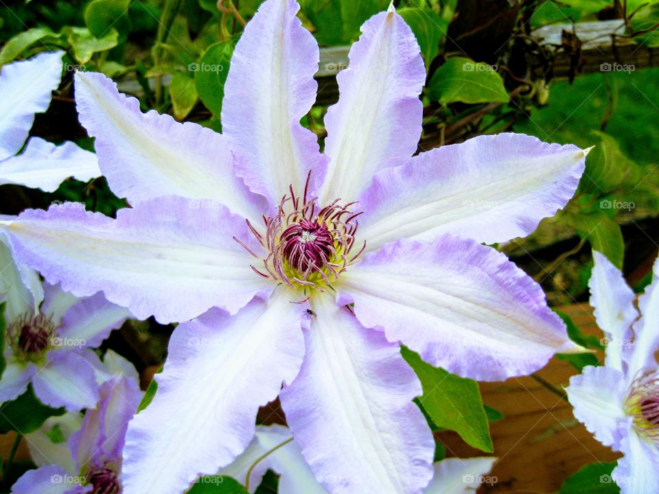 clematus flower