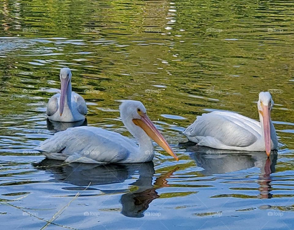 Three Pelicans in the Water