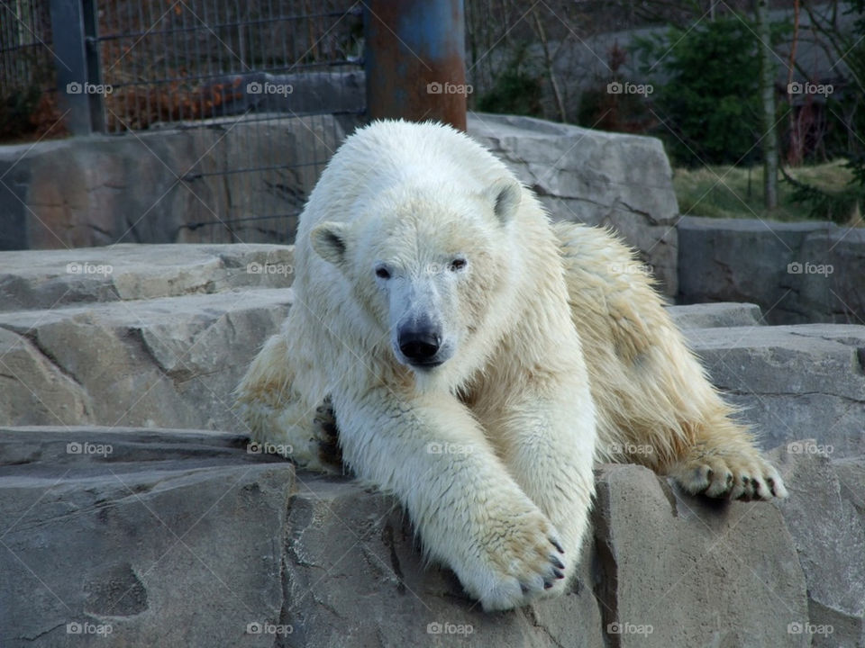 zoo icebear hannover eisbär by stef79