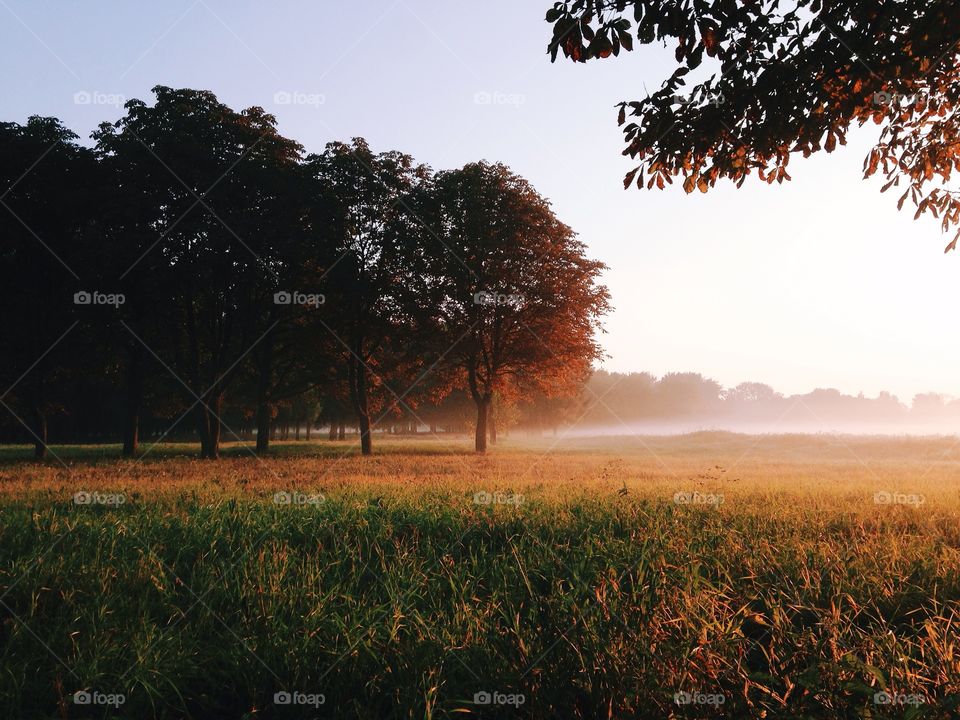 View of grassy land during foggy weather