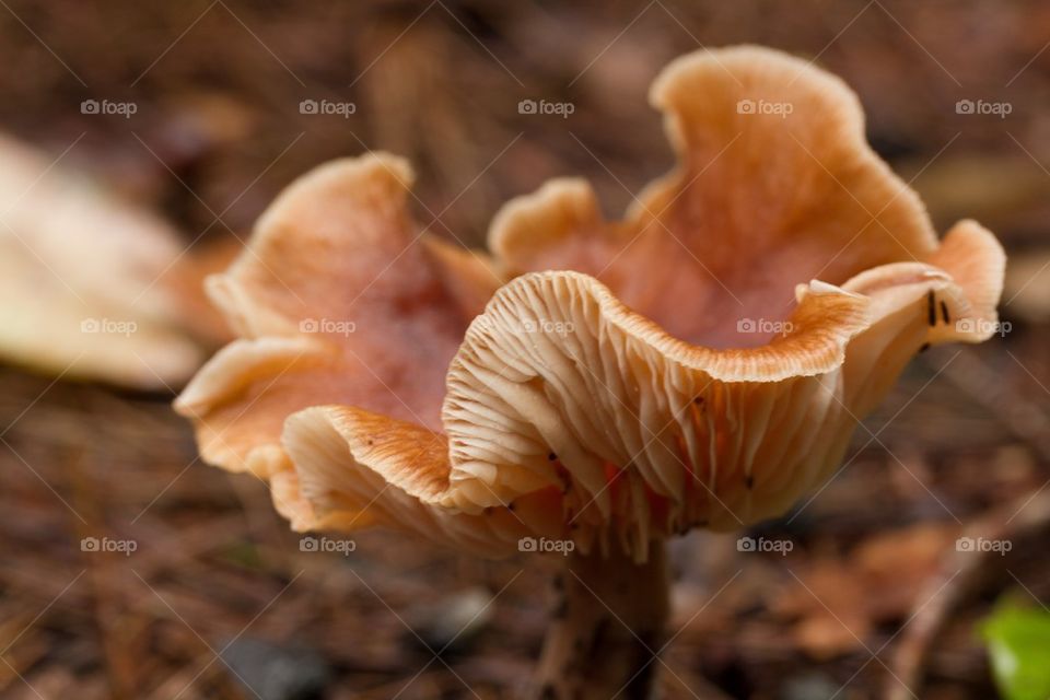 Wild Mushroom