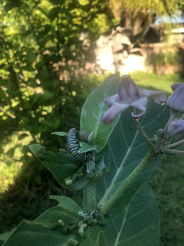 Monarch 