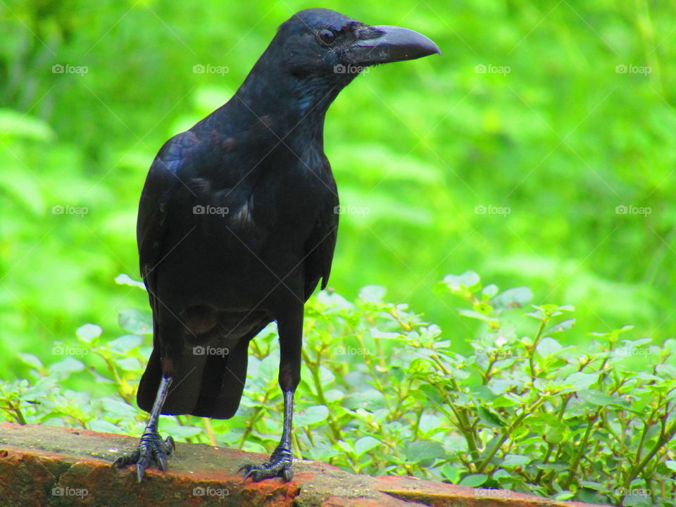 The Indian jungle crow (Corvus culminatus) is a species of crow found across the Indian Subcontinent south of the Himalayas.