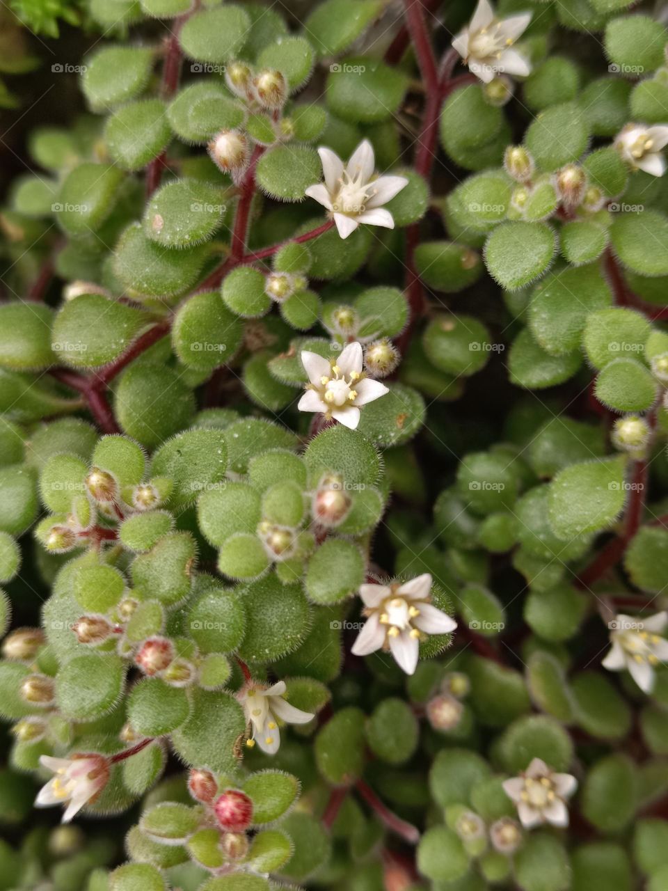 Crassula expansa subsp. fragilis