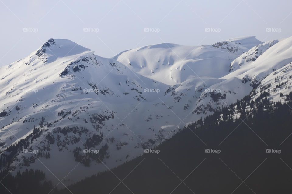 Forest and snow on top of a mountain 