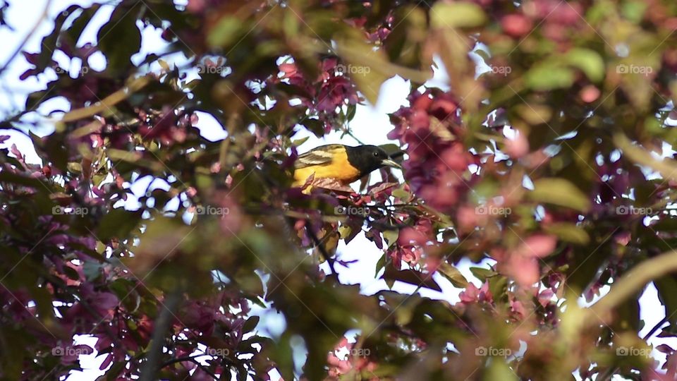 Yellow bird in crab apple tree