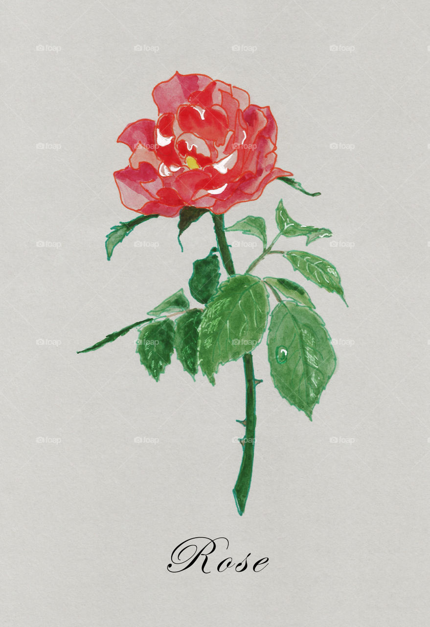 Drawing of Rose