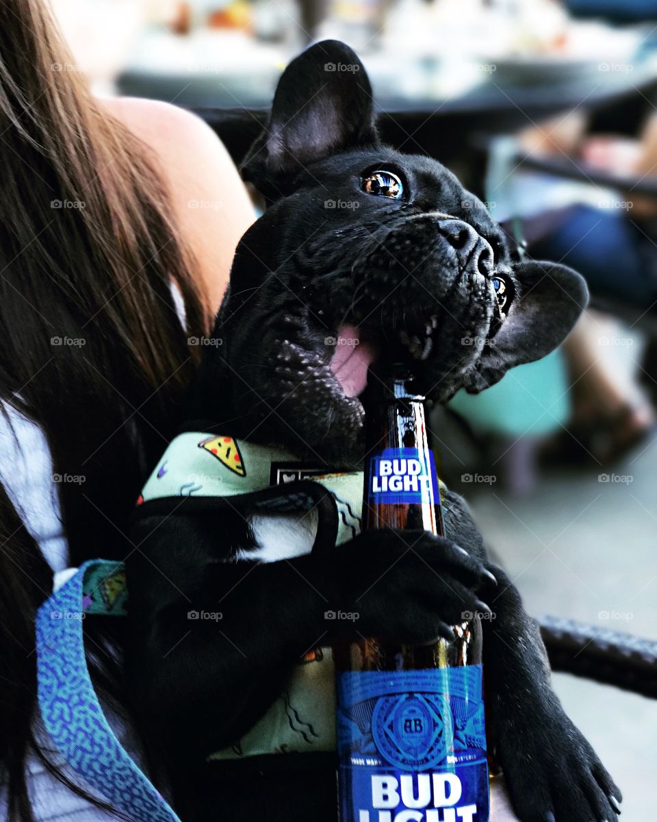 Dogs who drink beer