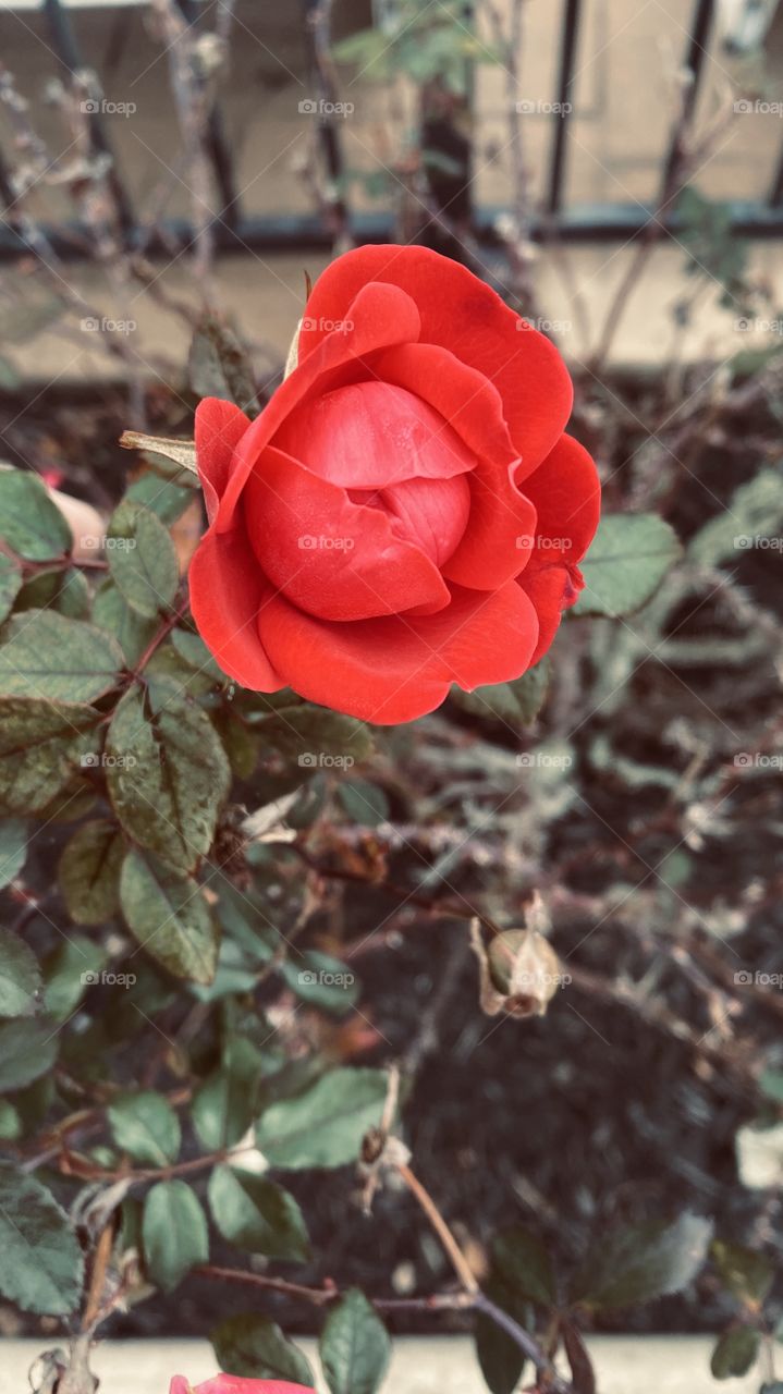 Late Winter Early Early Spring Fresh Knock Out Rose Bud Closed Open. 