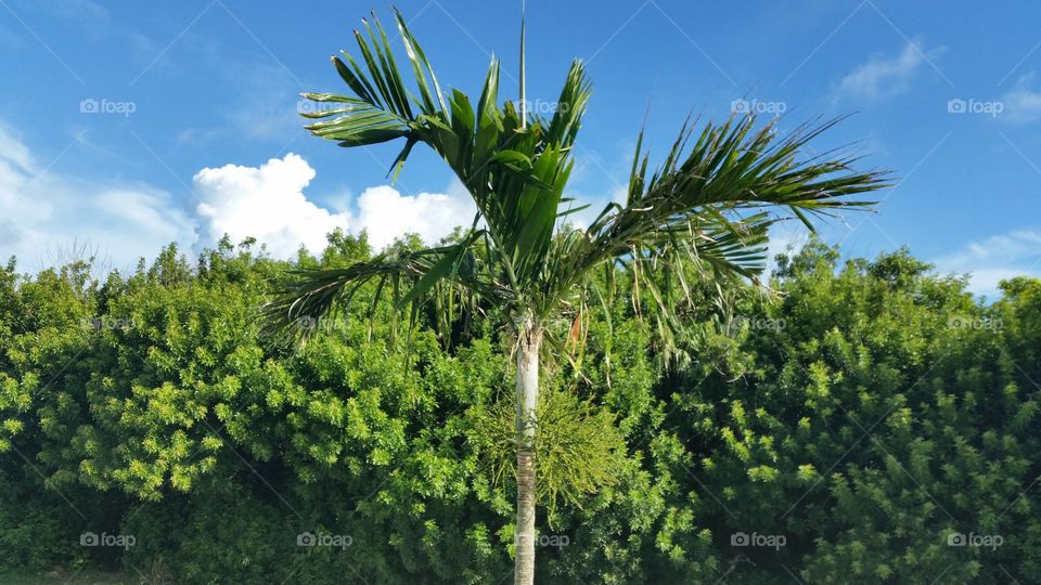 Palm tree