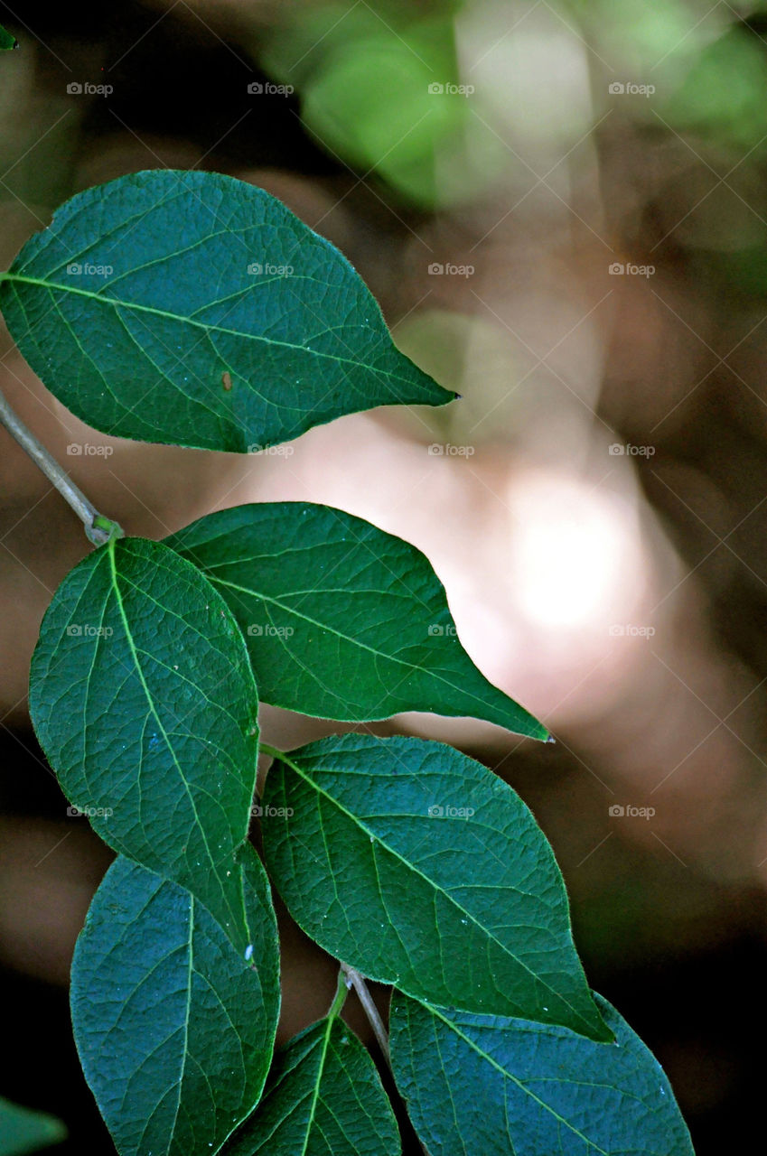 plant leaf united states by refocusphoto