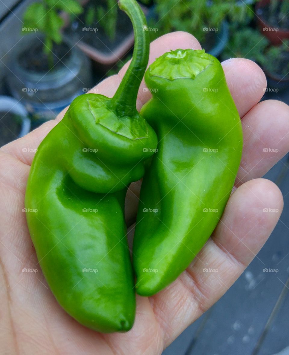 green peppers