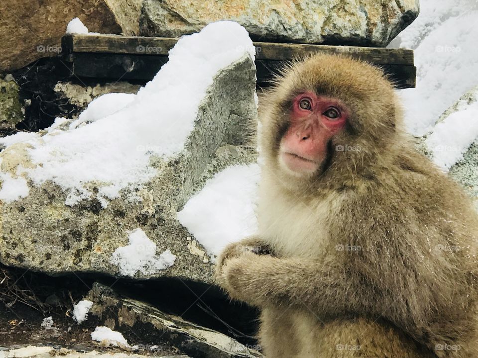 Snowmonkey @ Jigokudani Snow Monkey Park , Nagano, Japan