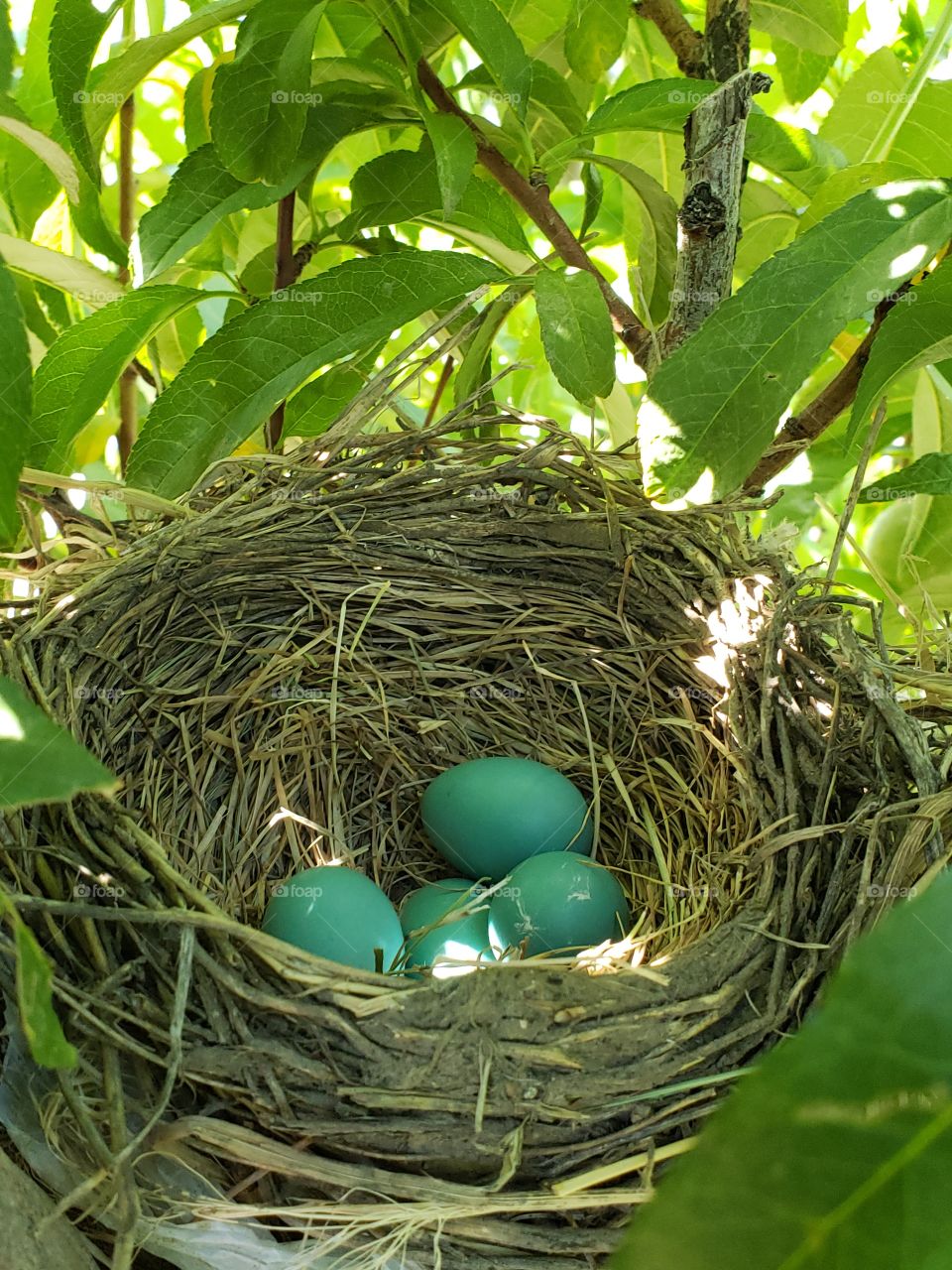 Birds nest in the garden
