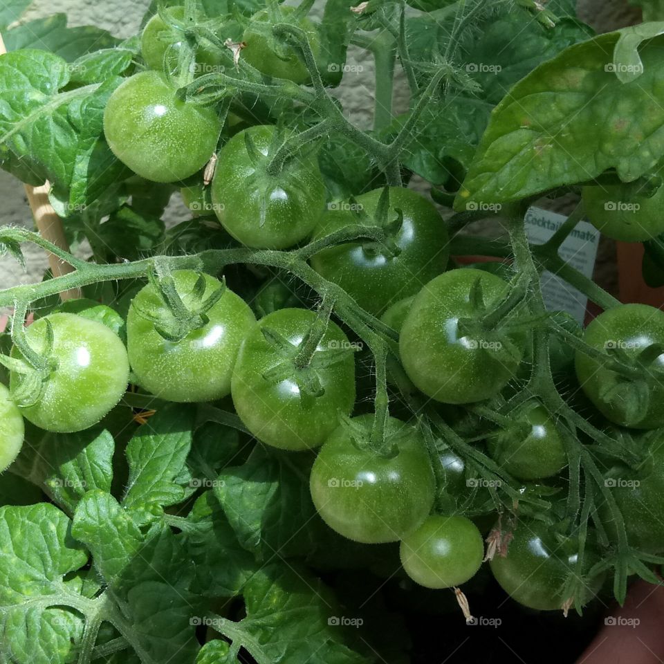 Green tomatoes - Grüne Tomaten