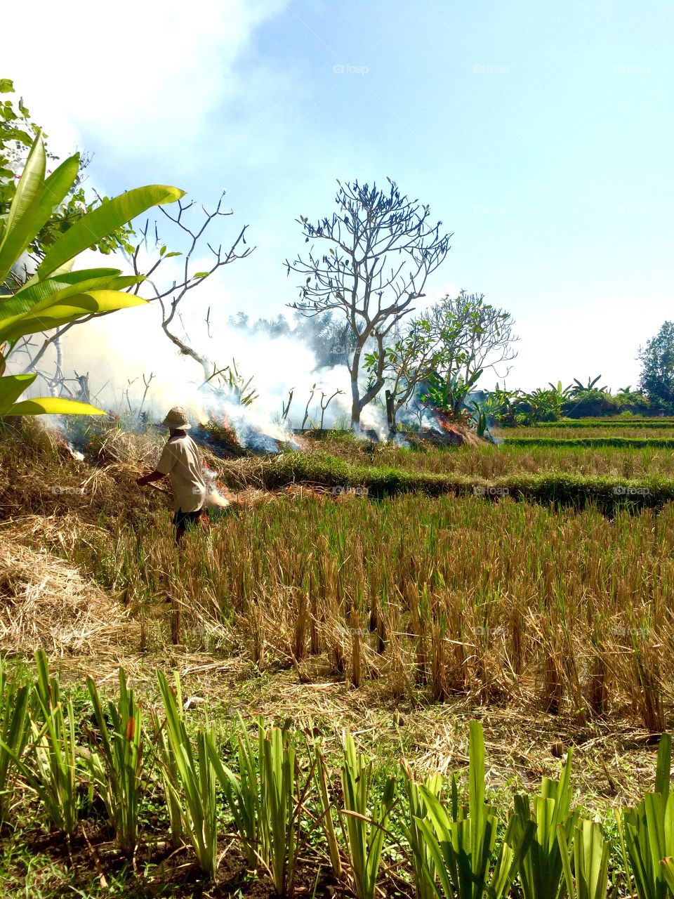 Farmer working in field