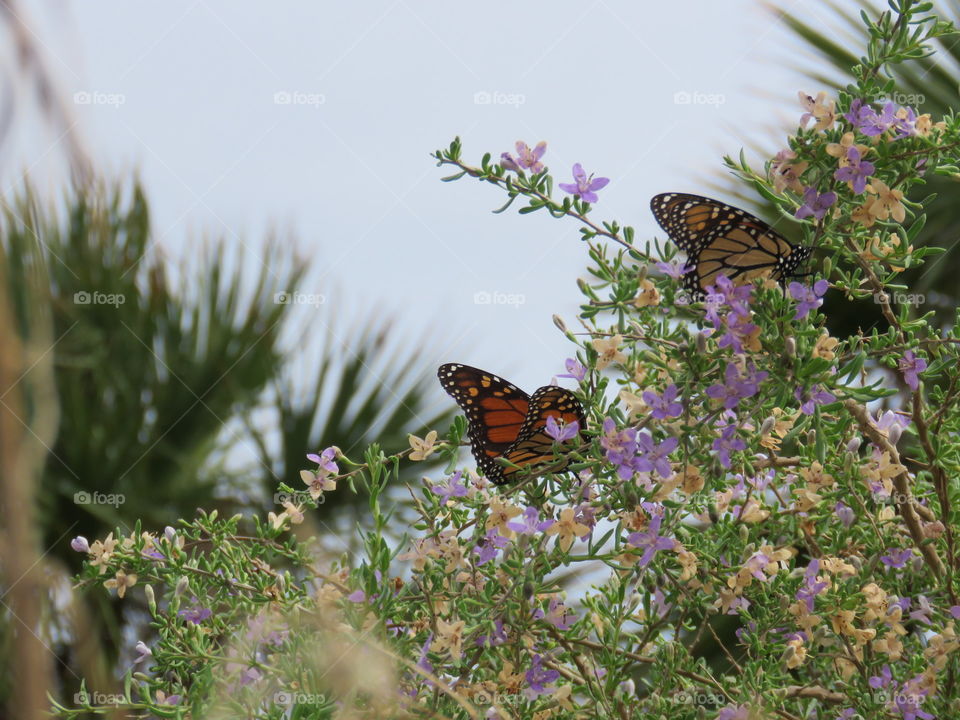 Monarchs