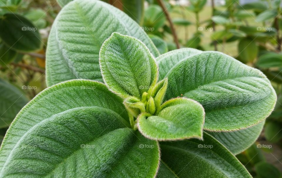 "Furry" green leaves. Velvety looking green plant spotted on a neighbor's parkway. 