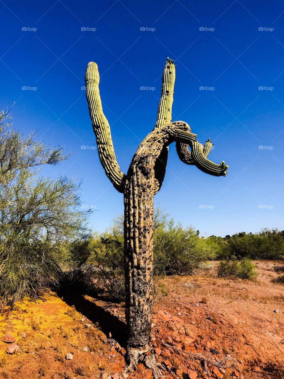 Giant cactus in Arizona desert