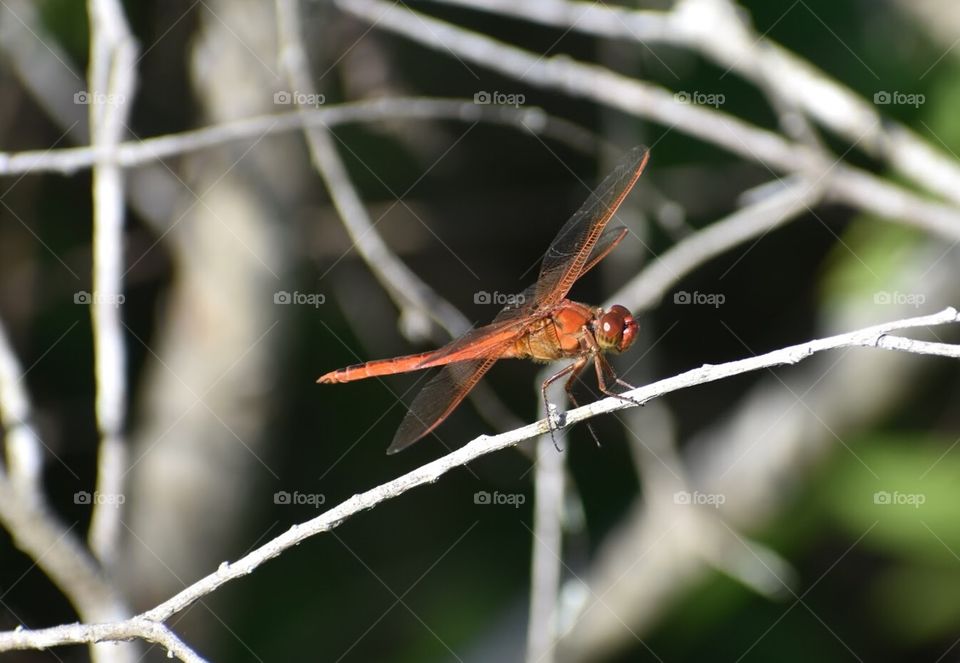 Side view of Red dragonfly perched on a branch. Photo taken at a nature preserve in Largo, FL.