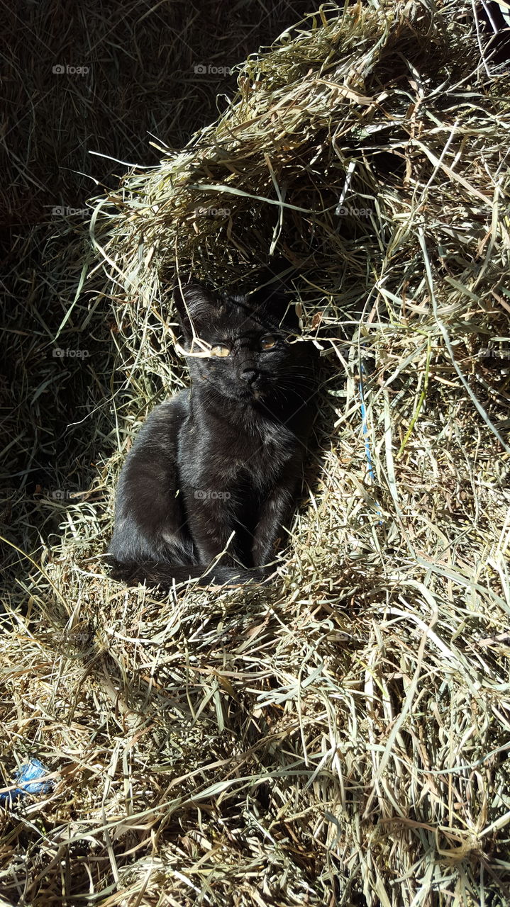 Hay, Straw, Mammal, No Person, Nature