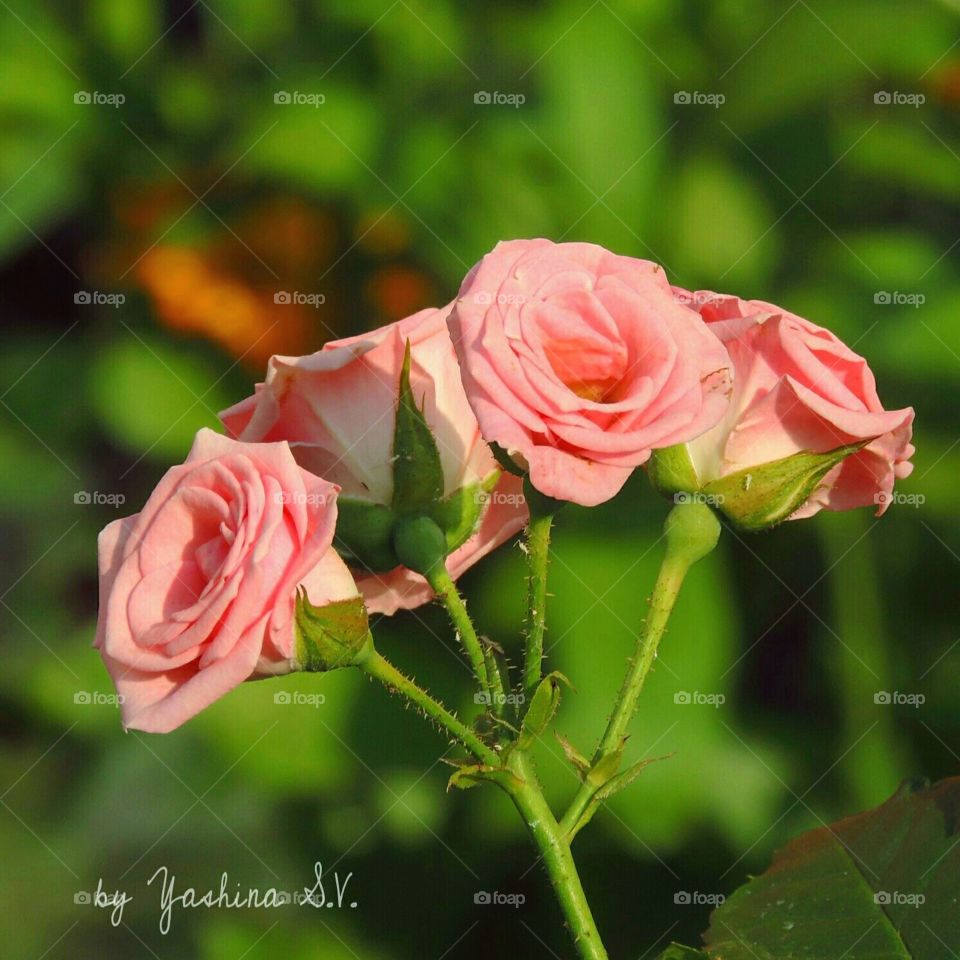 mini rose flower