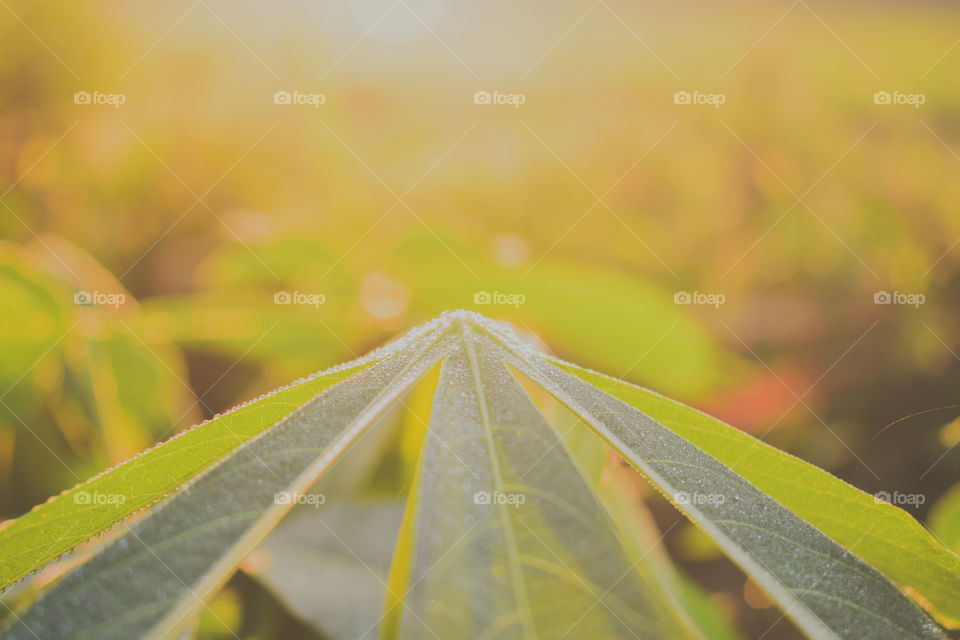 My morning is bright