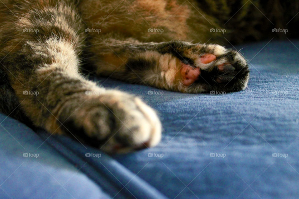Kitten's paws 