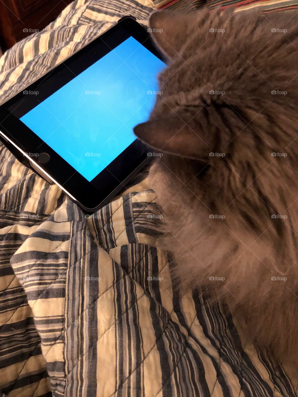 Grey long-haired cat watching tablet