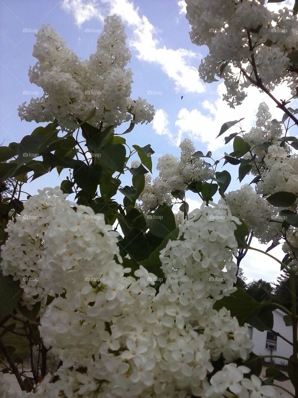 Lilac Tree. my garden 
