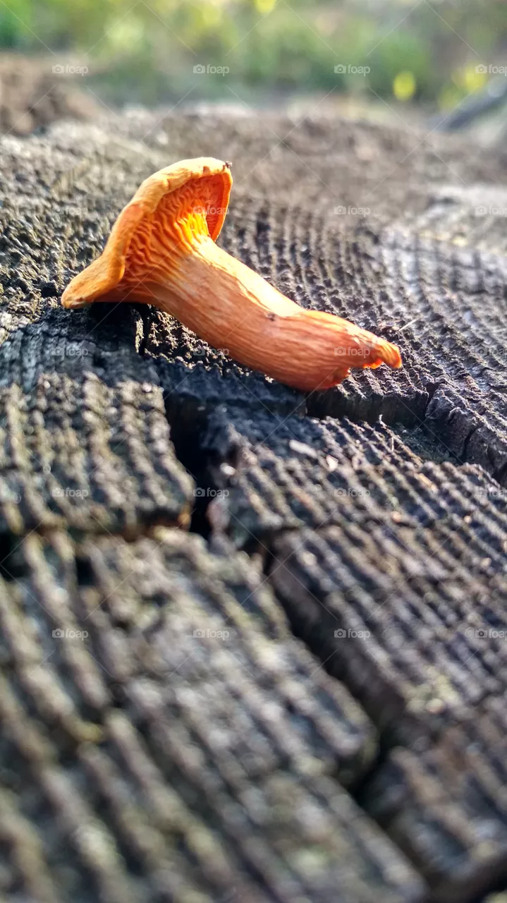 Macro