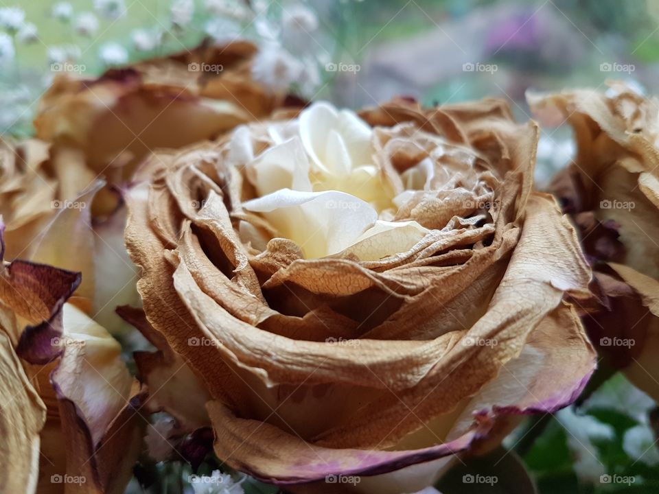 life and death of a rose