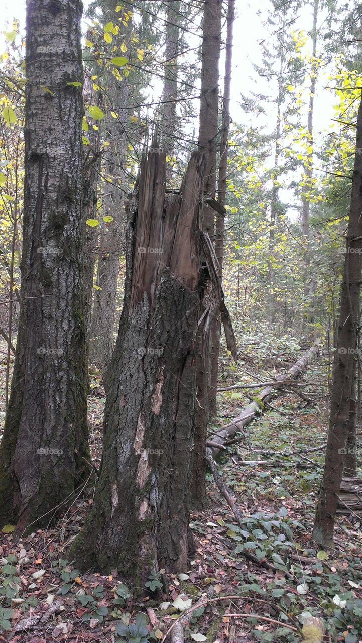 Сломанное дерево в лесу