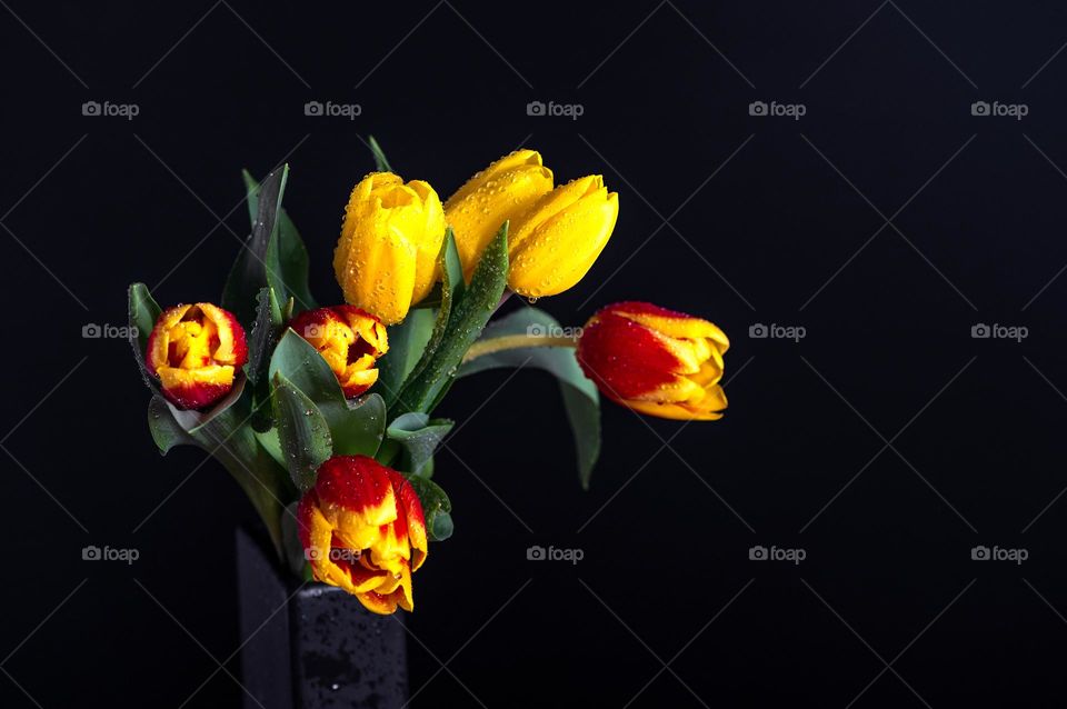 Yellow red tulips with water drops on dark studio background