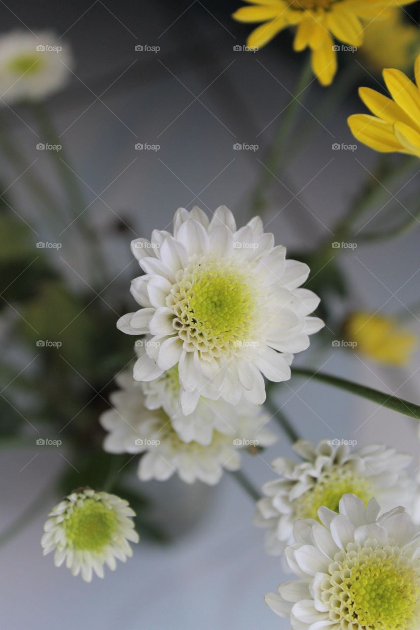 daisies white and yelow