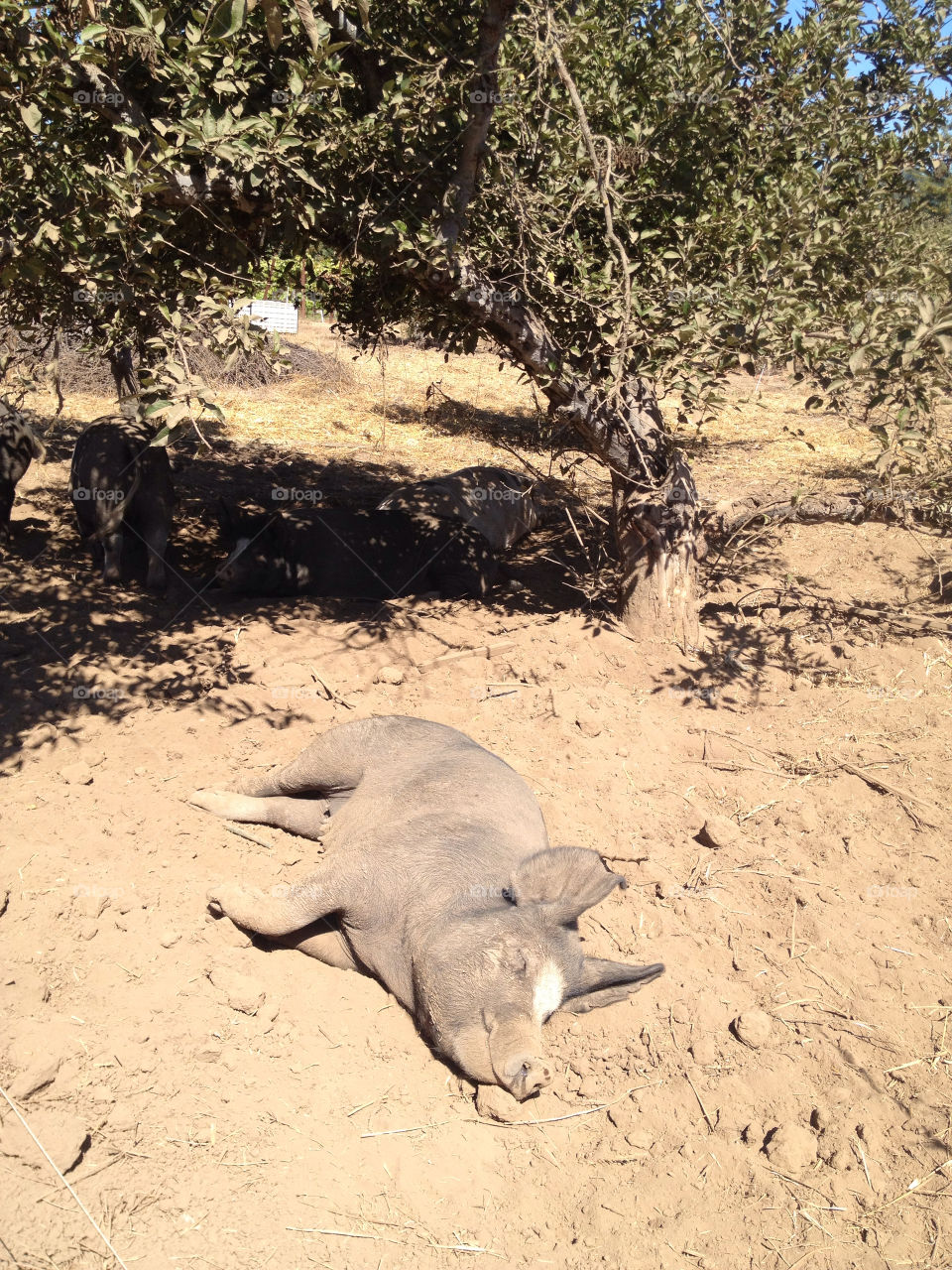 santa cruz california happy dirty pig by chichidango79