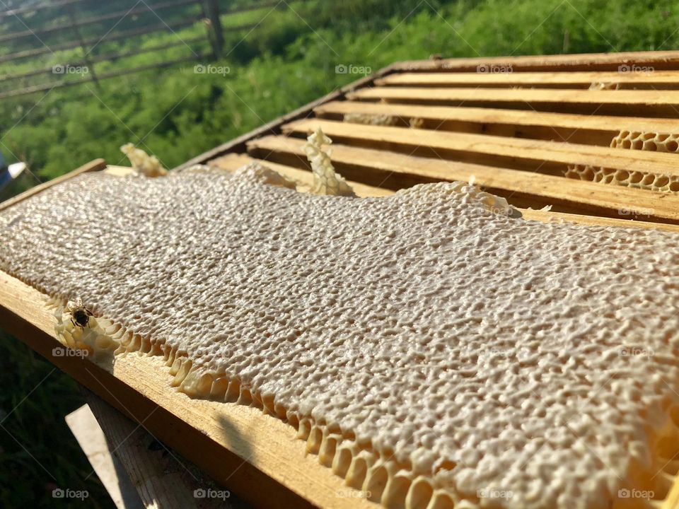 Capped Honey, Frame, Langsroth, Honey, bee, honeybee, bees, honeybees, wood, wooden, hive, frames