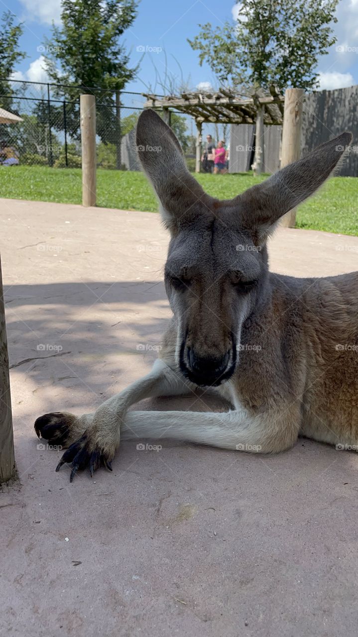 Kangaroo. 
