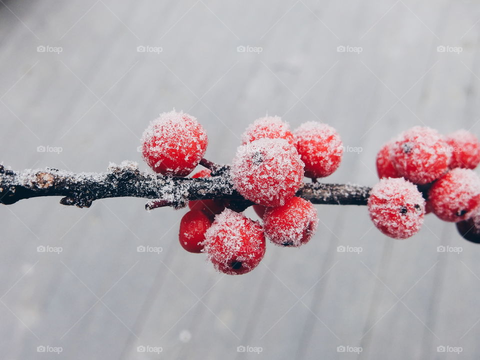 red frosty berries