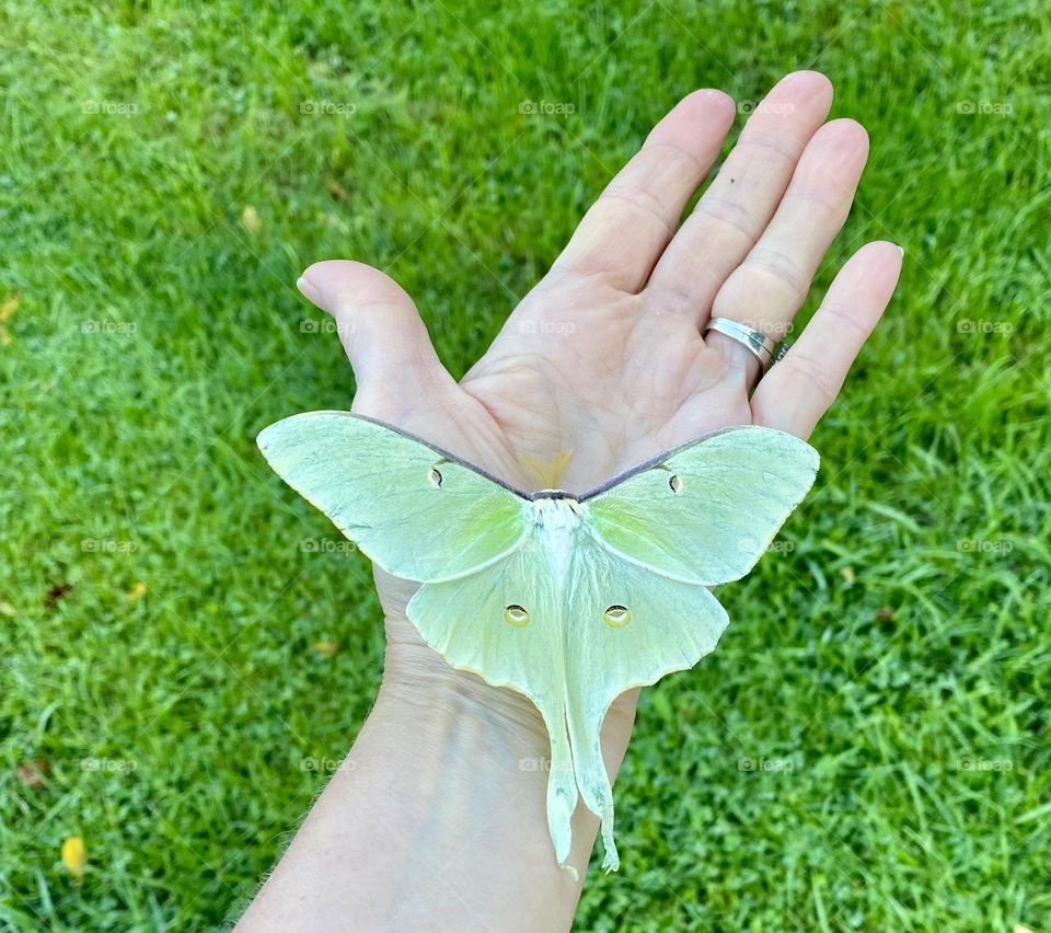Luna moth on a woman’s hand