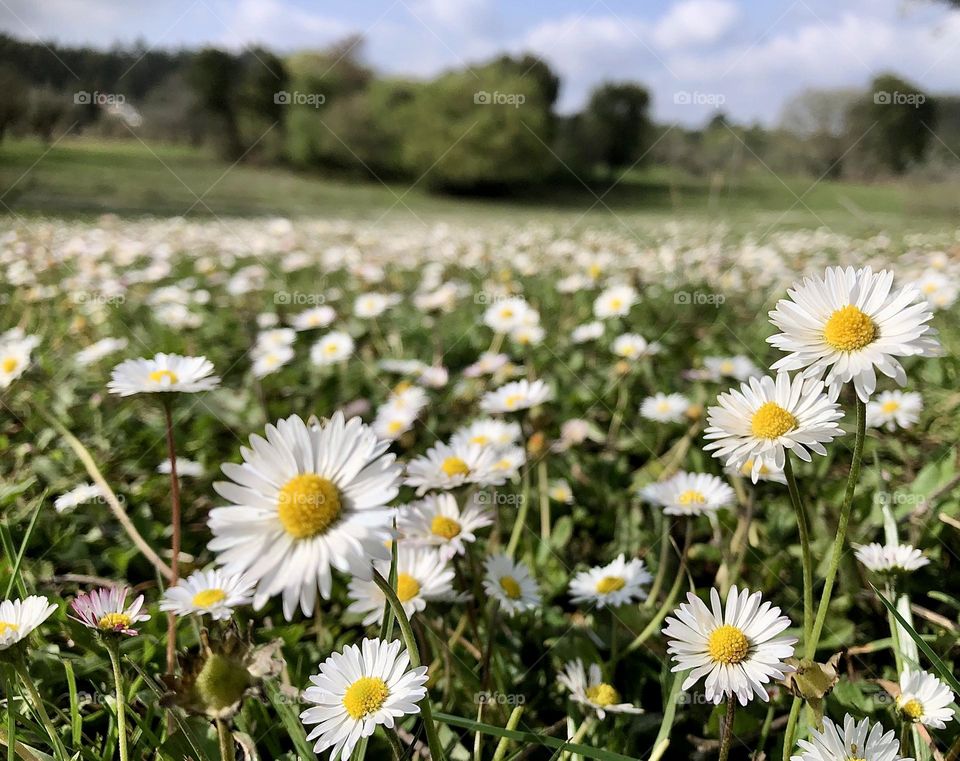 A field of daisies with trees and bushes in the background 