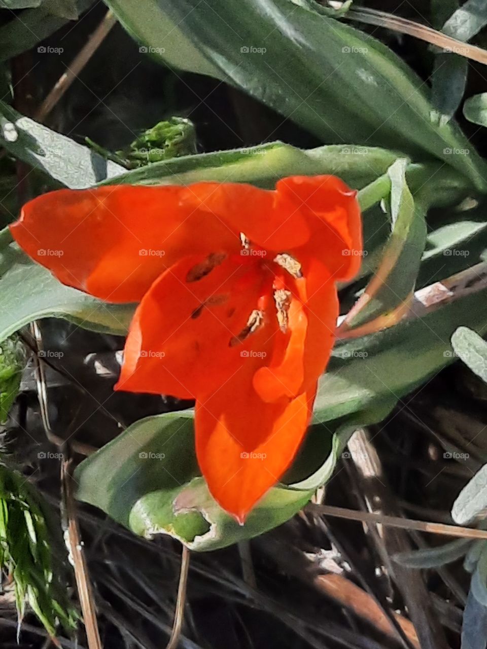 first red flower of red tulip in sunshine