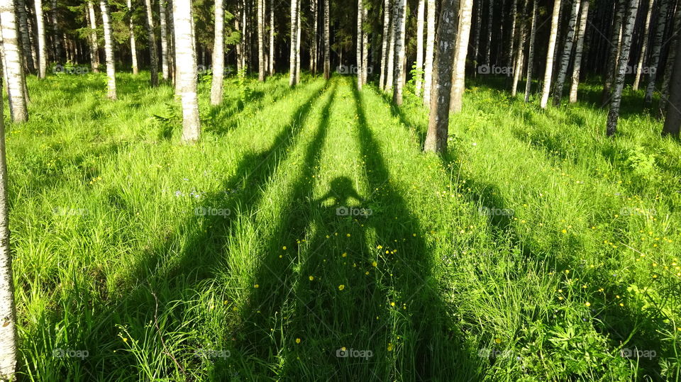 summer birch grove in the Urals in Russia