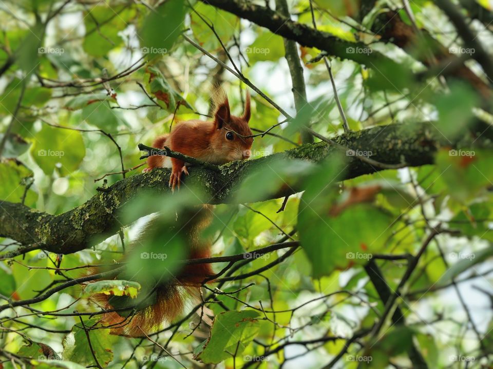 Squirrel on tree