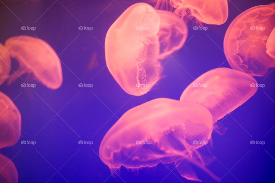Pink jellyfish 